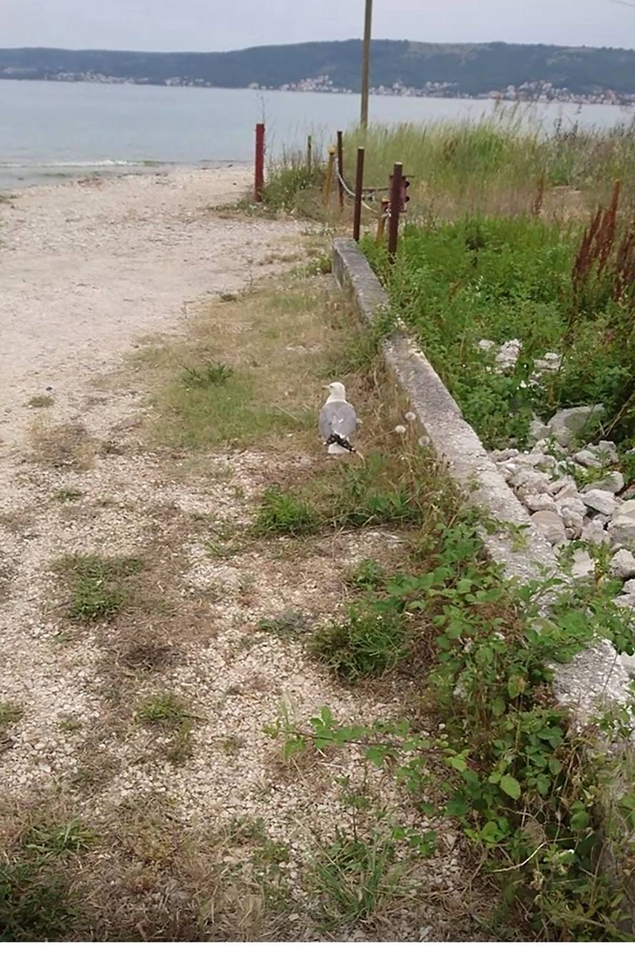 'Galeb bi uginuo u trnju, da prijatelj i ja nismo zalutali...'