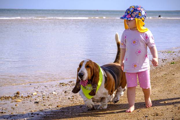Norfolk: Preko 300 baseta i njihovih vlasnika sudjelovalo u godišnjem 'Waddleu' uz plažu od Wells-next-the-Sea do Holkhama