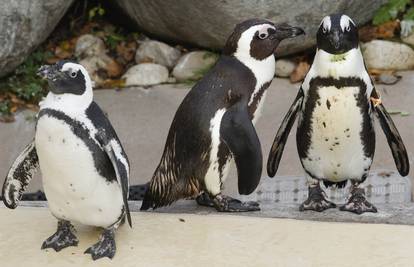 Gay pingvini Pedro i Buddy se razišli otkad su stigle ženke