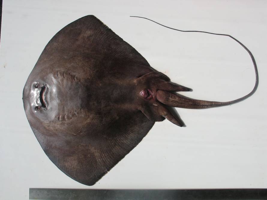 Pogledajte kakve sve čudne i otrovne ribe žive u Jadranu