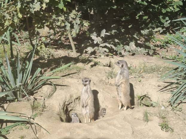 FOTO Tko nam je to stigao? Zoo u Zagrebu ima nove stanovnike: Pogledajte tri slatka merkata