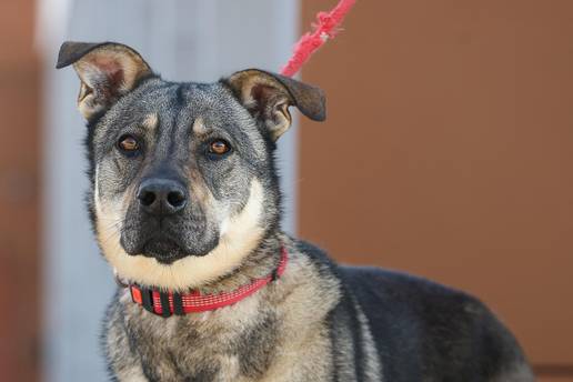 Rob tra&zcaron;i novi dom: 'Jedan je od najveselijih pasa u na&scaron;em azilu'