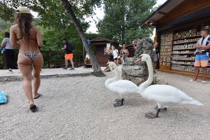 Dva labuda koja šeću Nacionalnim parkom Krka prava su turistička atrakcija