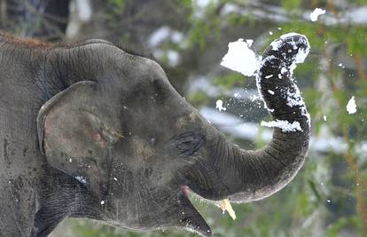 Slonovi u zoološkom vrtu u Berlinu uživali u igri na snijegu 