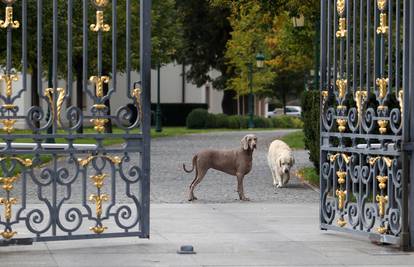 Psi iščekuju Todoriće: Tjednima ih nema u Kulmerovim dvorima