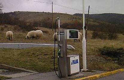 Ovce došle na benzinsku crpku vidjeti visoke cijene