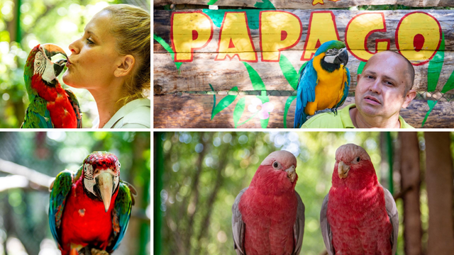 Papago park ponovo je otvorio svoja vrata: 'Tiago obožava kamere, ali ne voli moju ženu'