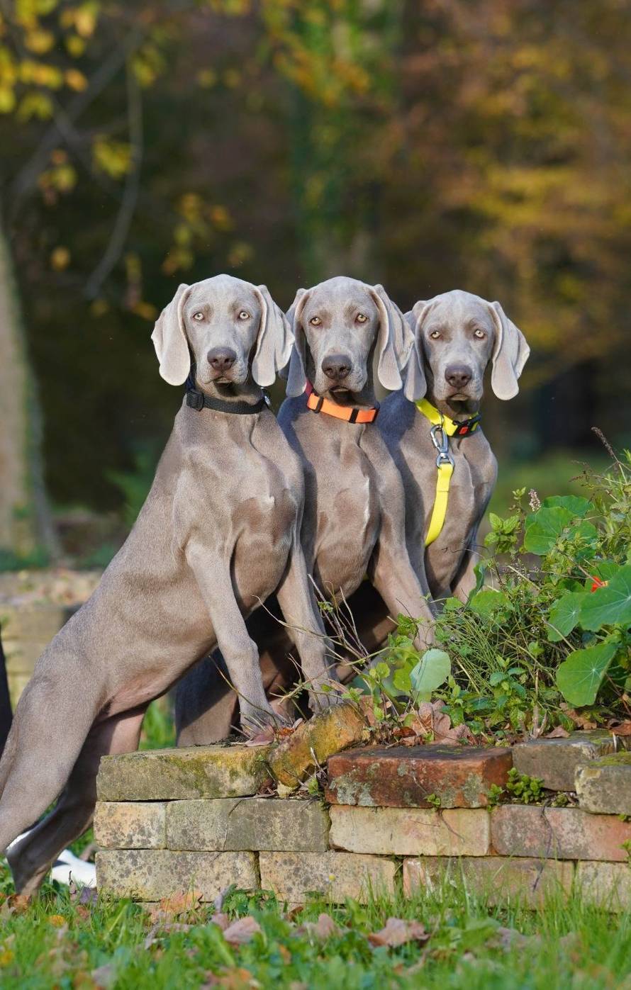 Ova fotografija nije AI, to su tri sestrice jantarnih očiju iz Siska!