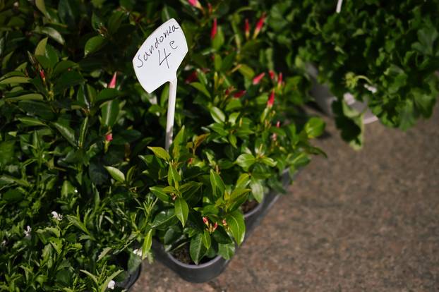 24sata Zagreb: Ponuda cvijeća na Dolcu 