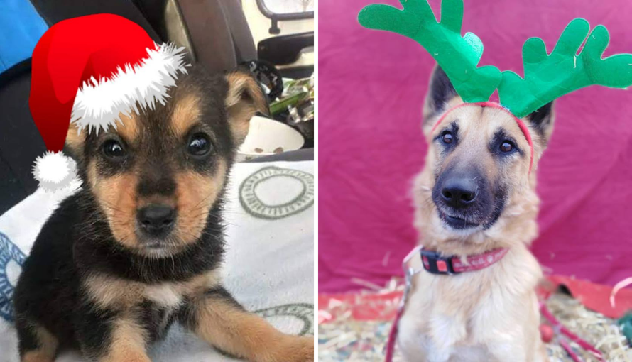 Razveselite napuštene šapice: Dođite u Indigo na naš Advent