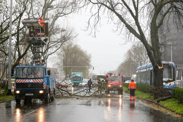 Zagreb: Zatvorena Vukovarska ulica  u smjeru zapada radi uklanjanja stabla