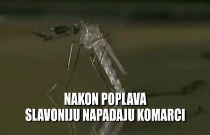 Nakon poplava Slavoncima glavobolje zadaju komarci