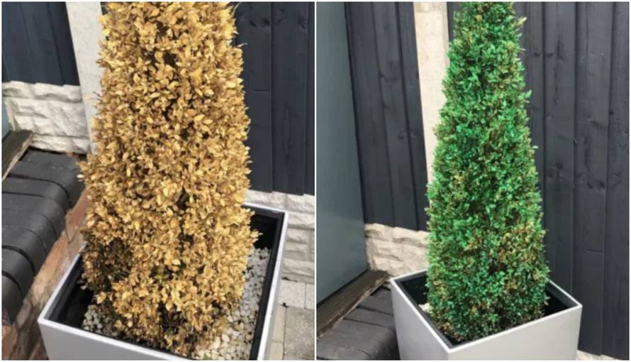 Super savjet: 'Oživite' osušene biljke uz pomoć spreja u boji