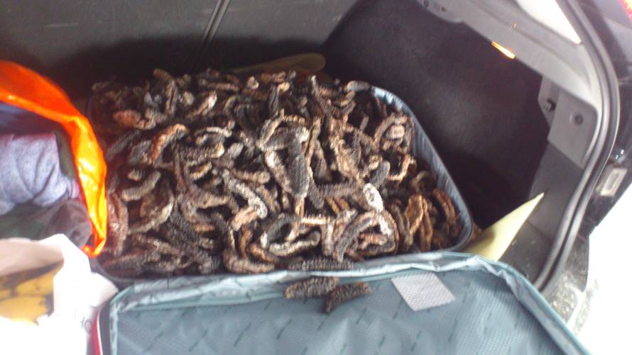 'Morski ginkgo': Na Pasjaku uhvatili Kineza s 36 kg trpova