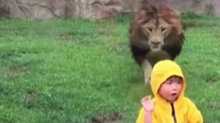 Lav je u dječaku vidio plijen: Napadu se ispriječilo - staklo