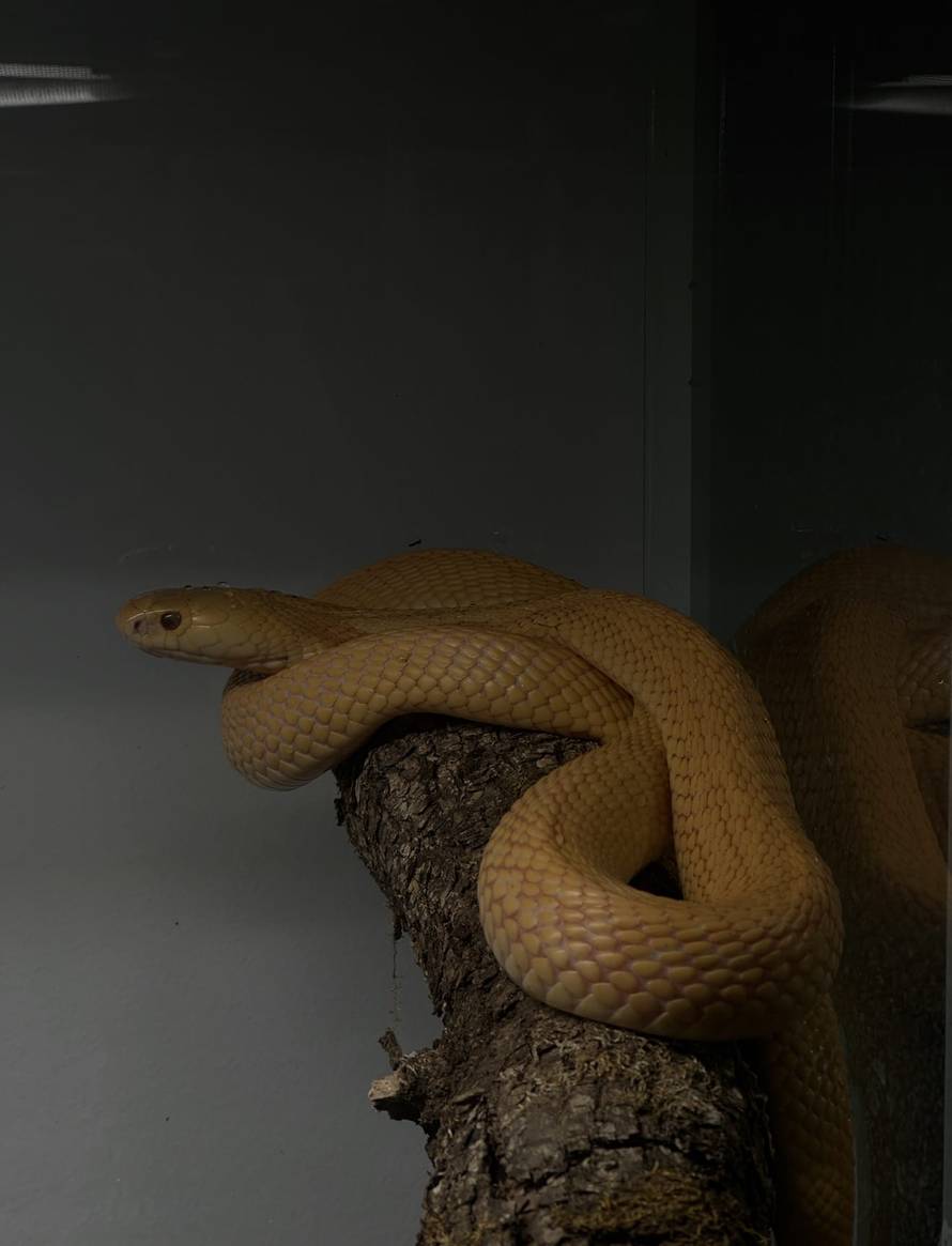 Netko je u Hrvatsku pokušao prošvercati kobre! Pogledajte što su sve oduzeli na carini!