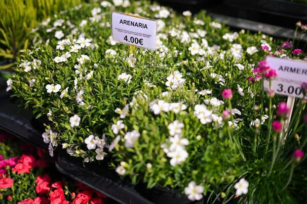 24sata Zagreb: Ponuda cvijeća na Dolcu 