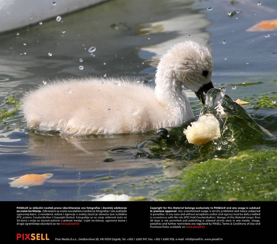 Duško Jaramaz/Pixsell