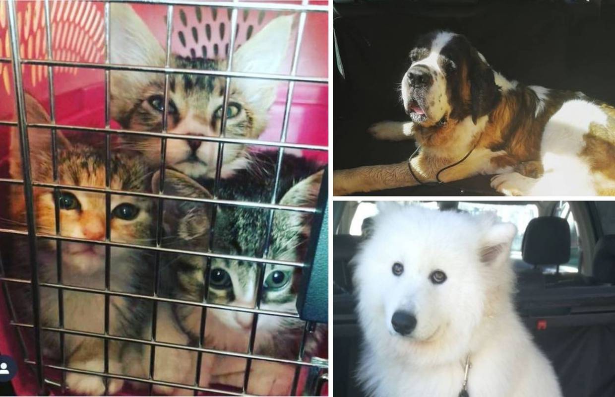 Jedini taksist za životinje u Banjoj Luci: 'Vozim ih po svuda, a kod veterinara besplatno'
