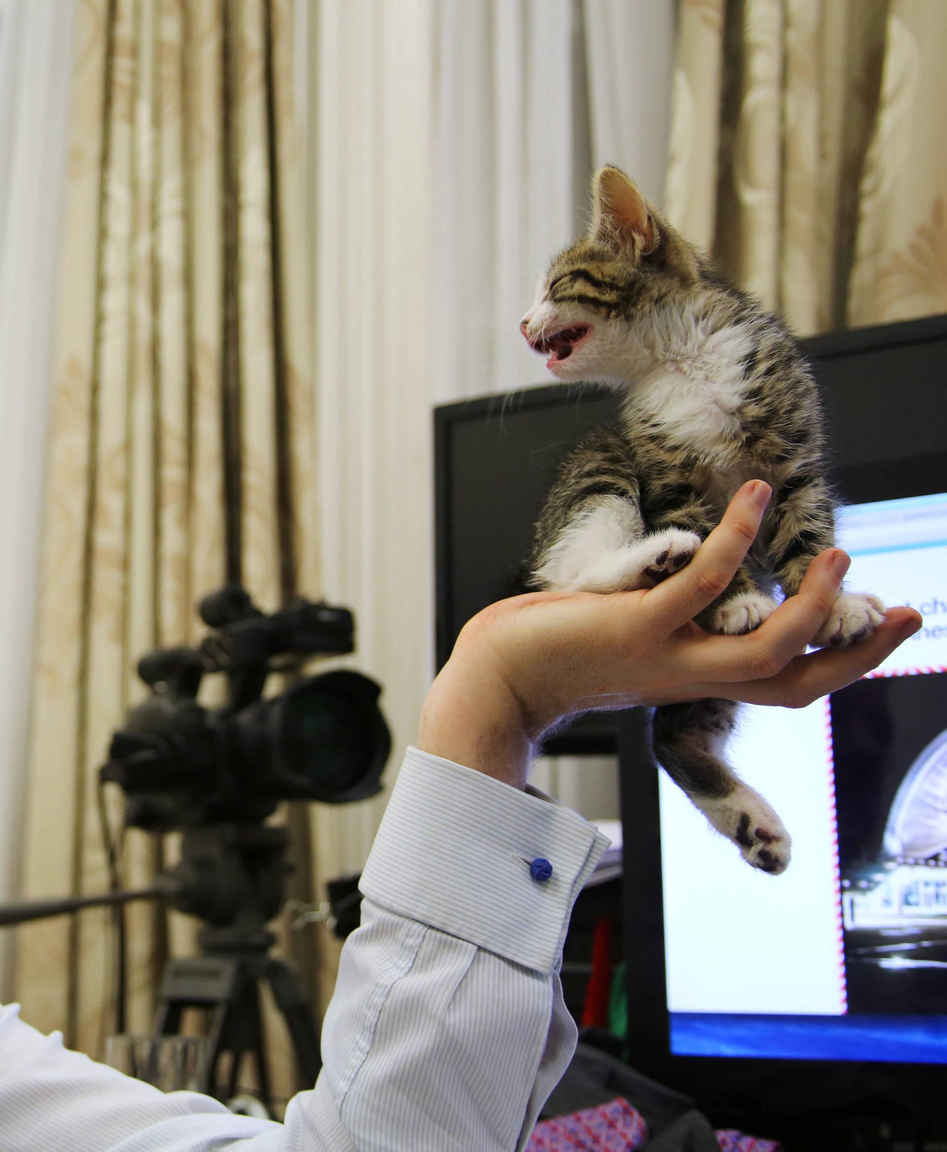 WikiLeaks founder Julian Assange holds up his new kitten at the Ecuadorian Embassy in central London, Britain