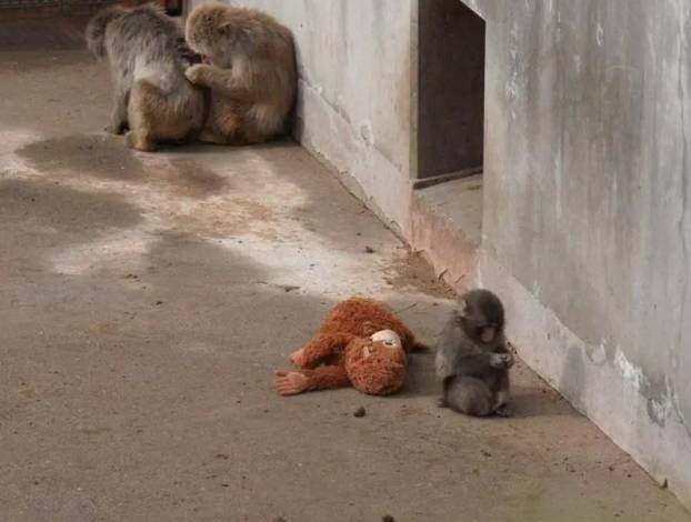 FOTO Preslatki majmunčić ganuo svijet: Odbacila ga mama pa se ne odvaja od plišanca