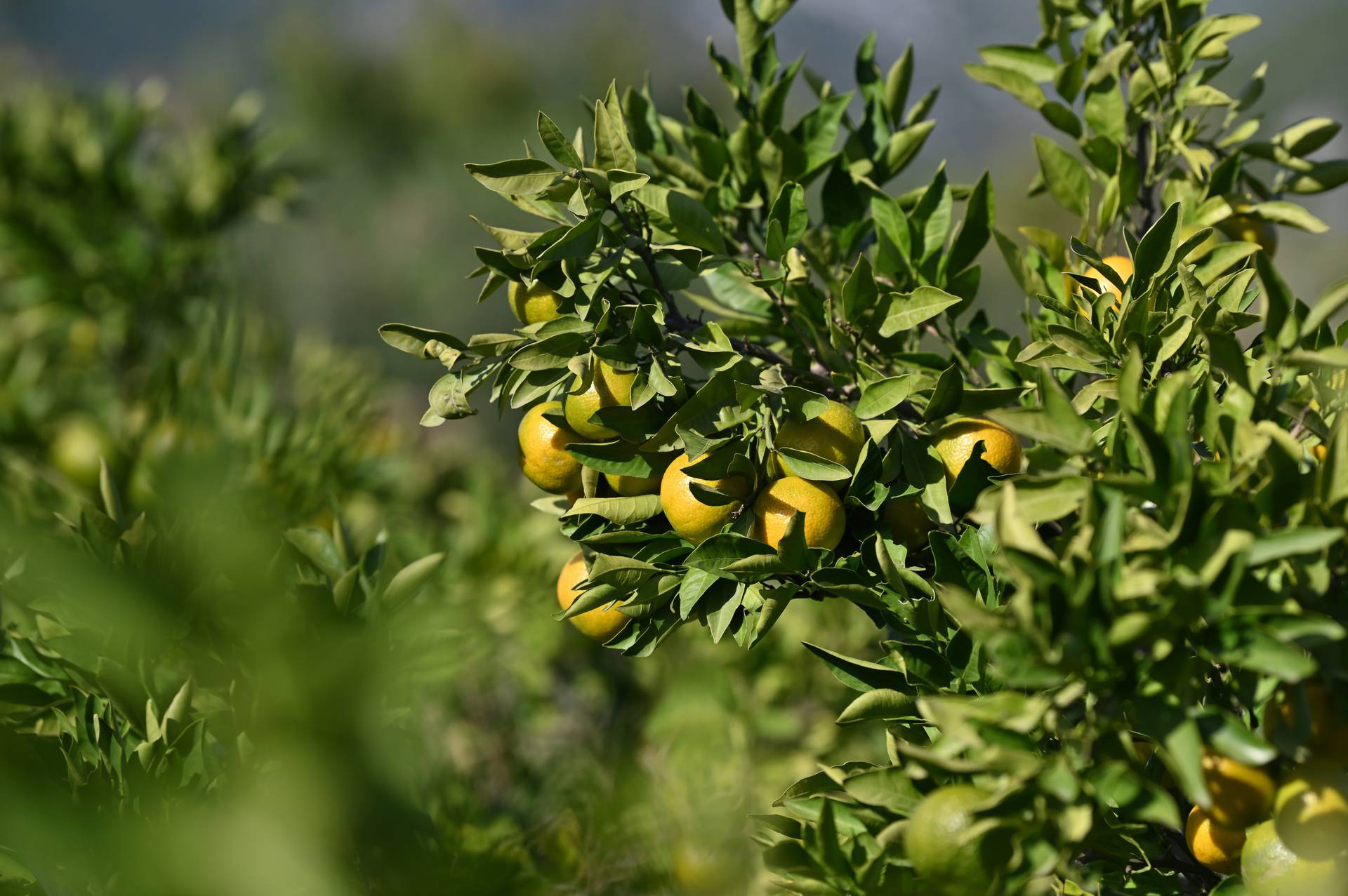 U Opuzenu započela berba mandarina