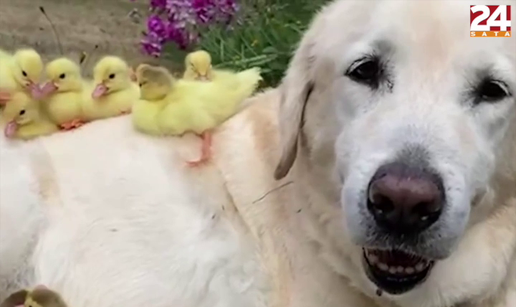 Pseća ljubav: Napušteni pačići sigurnost pronašli u šapama umiljatog labradora Freda