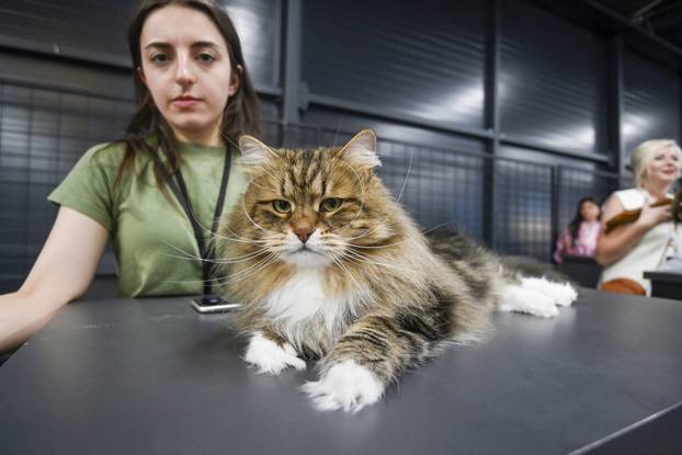 Zagreb: Međunarodna izložba mačaka WCF Cat Olimpia 2025