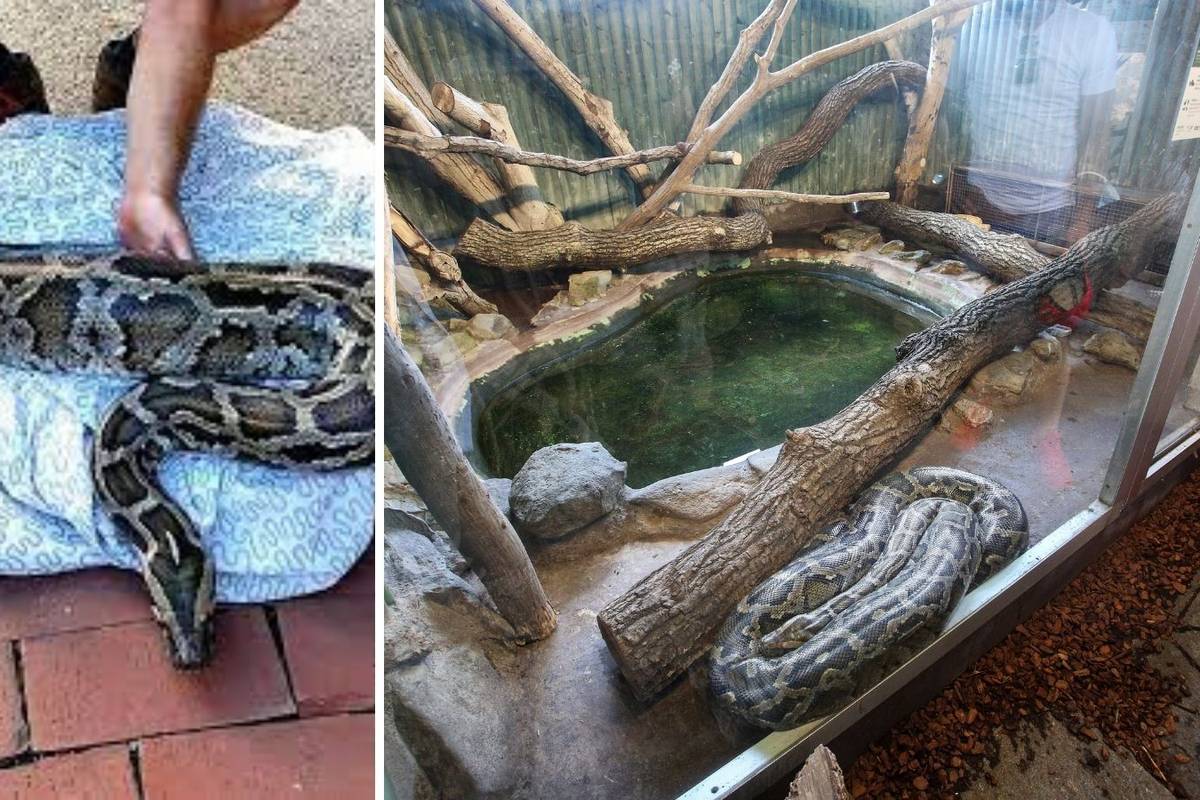 'Napušeni' piton ima novi dom i albino cimericu: Bila u stanu na Jarunu, a sad je u Zoološkom