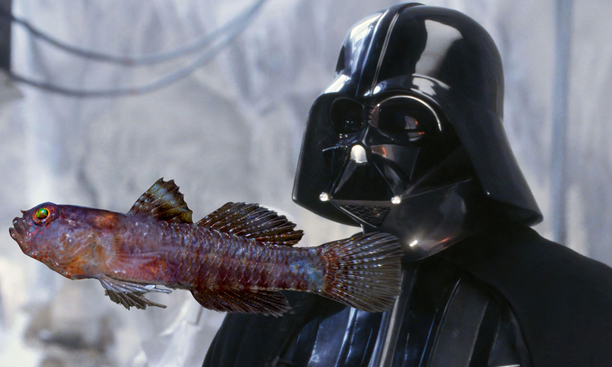 Tamna strana Sile iz dubina! Znanstvenici otkrili novu ribu, nazvali su je Darth Vader