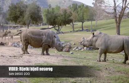 Tužna sudbina krasnog bića: Posljednji živući bijeli nosorozi