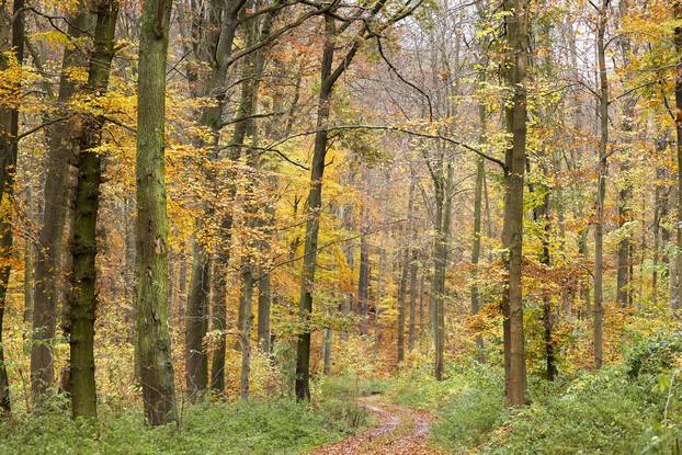 Last of 15 Thuringian primeval forest trails opened