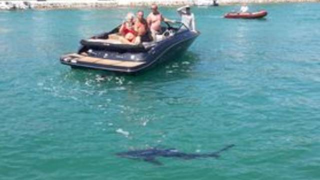 Pogledajte video morskog psa u Tisnom: 'Kružio je sat vremena, izgledao je kao da se izgubio'