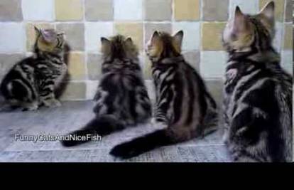 Kako su usklađeni: Smiješna jutarnja vježba za mačiće