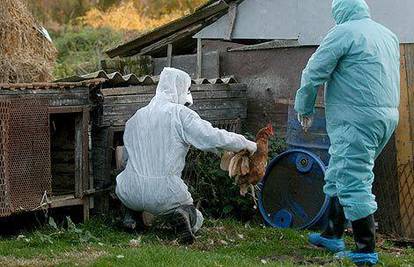 Japan: Zaklat će 23.000 kokoši zbog zaraze ptičjom gripom