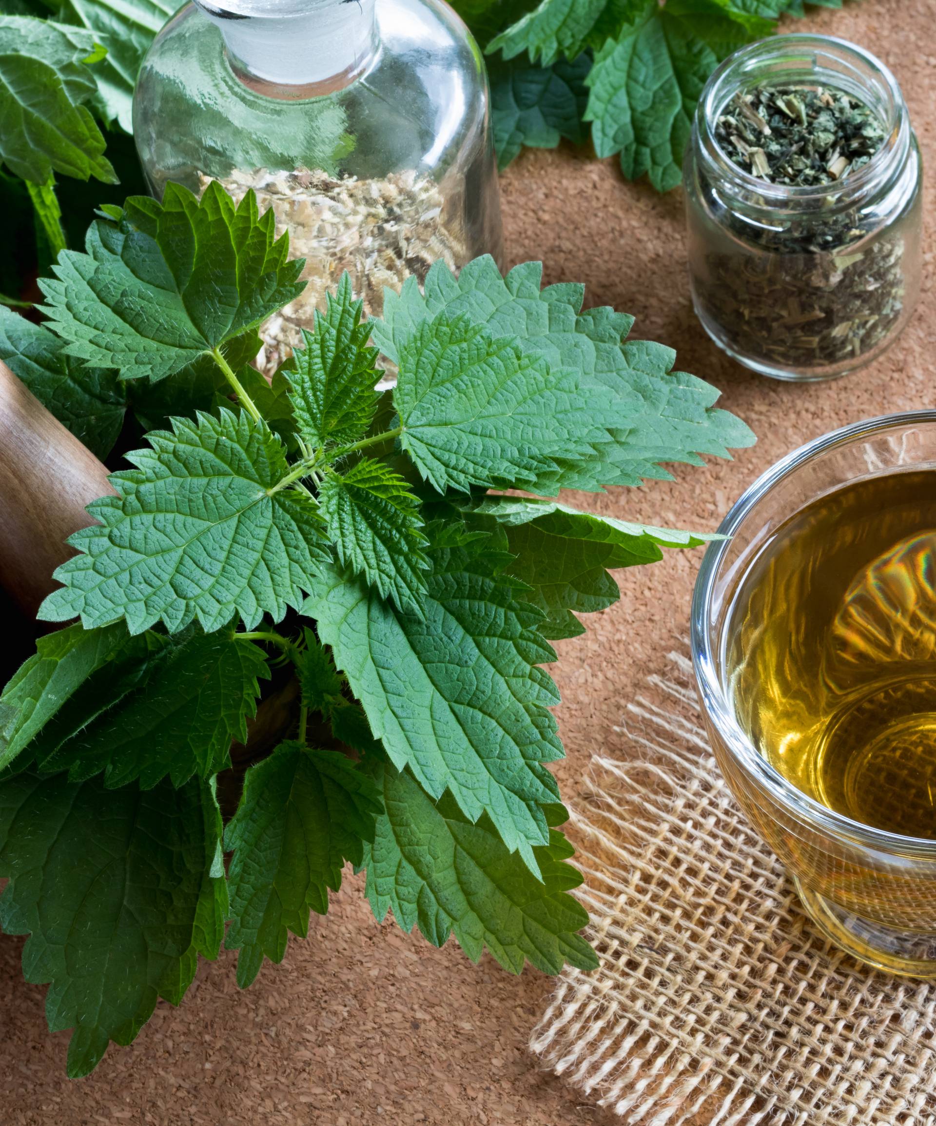 A cup of nettle tea with fresh and dry nettles