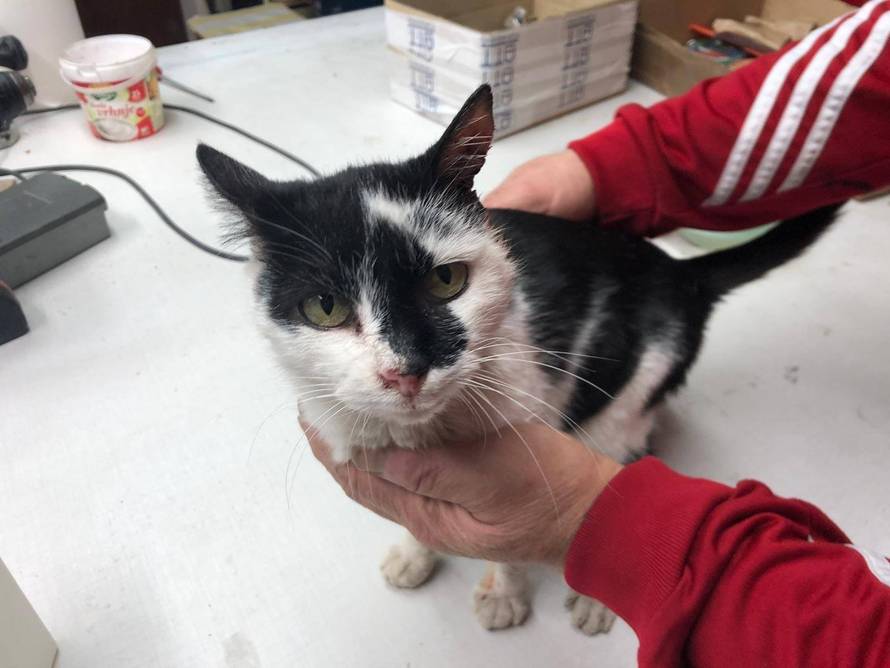 I ljubimci stradali u potresu sada trebaju krov nad glavom