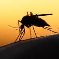 11 činjenica o komarcima: Što ih privlači, a što odbija od nas