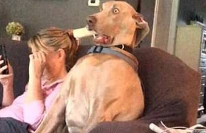 'Pas u šoku': Sjedio na kauču s vlasnicom pa se naglo ukipio...