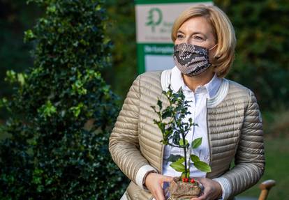 Holly is the "Tree of the Year 2021"