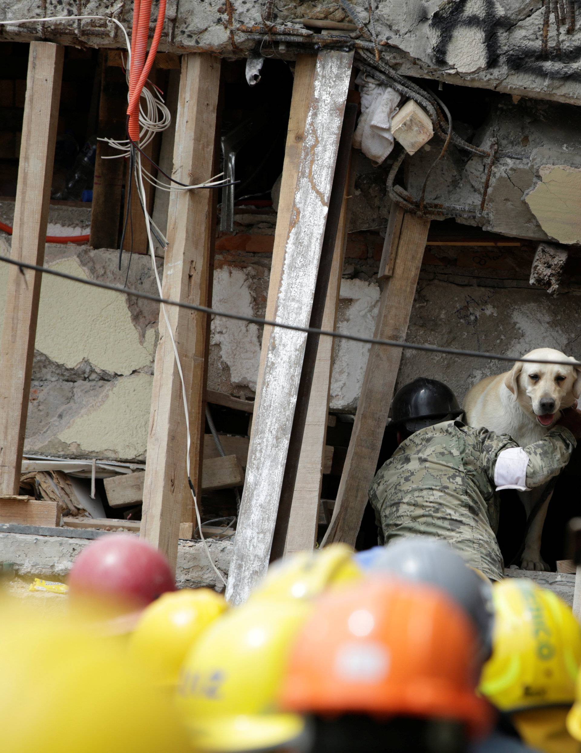 A rescue dog and its trainer stand outside a part of a collapsed school building during a search for students at the Enrique Rebsamen school after an earthquake in Mexico City