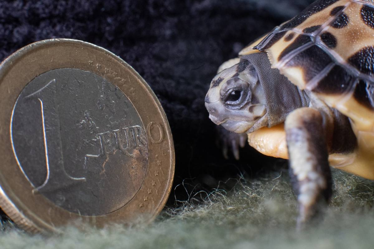 Rijetka kornjača 'velika' je kao kovanica, a živi do 70 godina