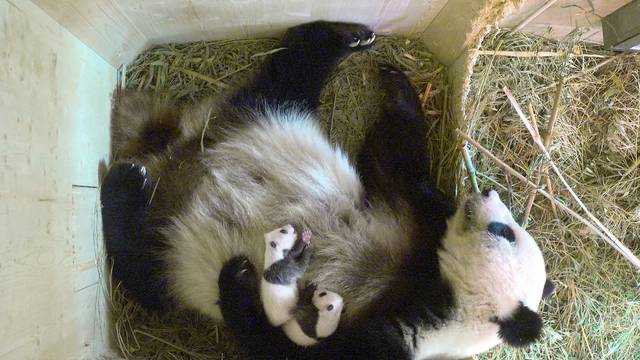 Giant Panda Yang Yang and her twin cubs are seen inside their enclosure at Schoenbrunn Zoo in Vienna