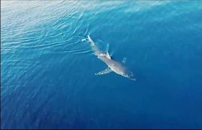 Ponovno snimili morskog psa u Jadranu: Došao je i do Korčule