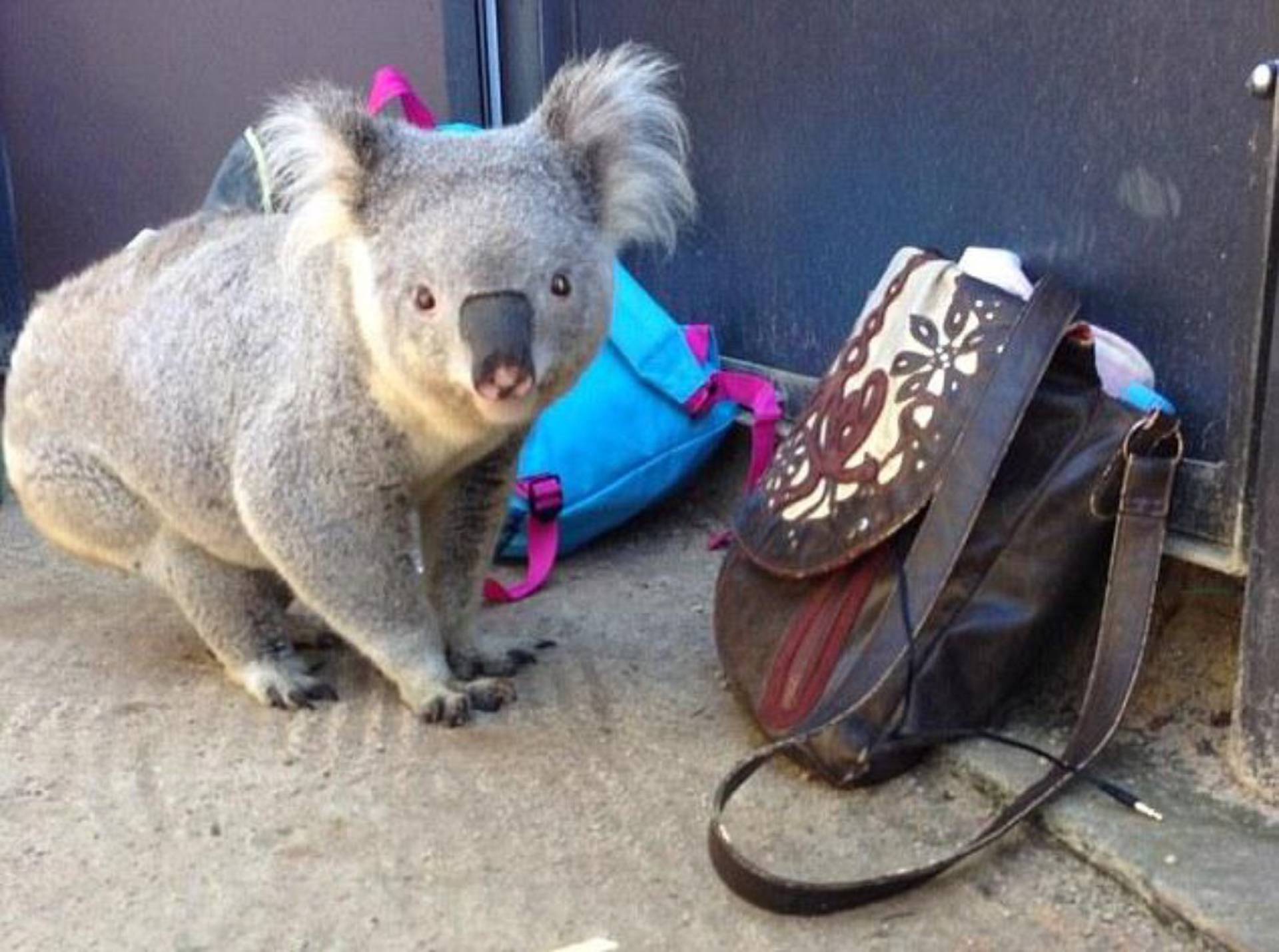 Коала сумка. Сумка коалы. Сумка коалы животное. Сумчатый коала сумка. Сумка коалы изнутри.