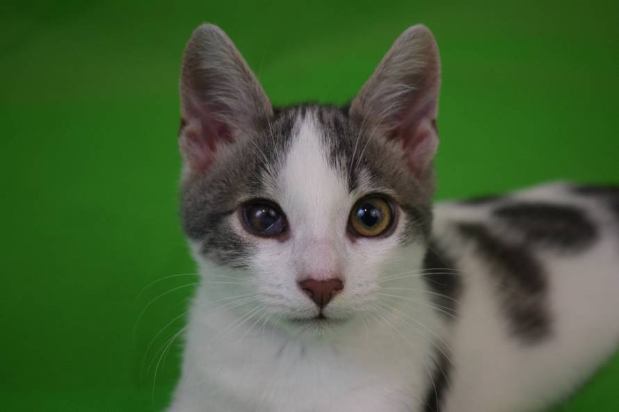 Mahanje repom zajamčeno: Otkrivamo formulu za najsretnijeg ljubimca u kvartu!