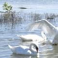 Kod Vukovara našli uginule labudove, imali su ptičju gripu