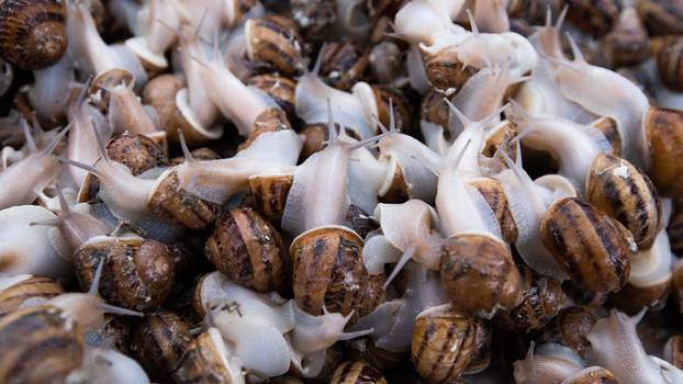 Snail,Farm.,Snails,Close,Up