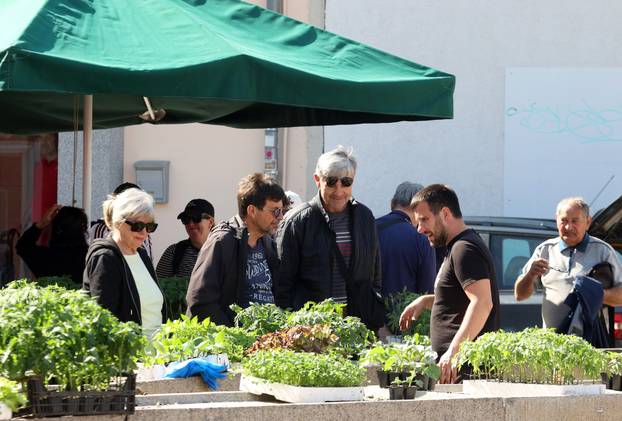 Šibenik: Bogata ponuda sadnica raznog povr?a