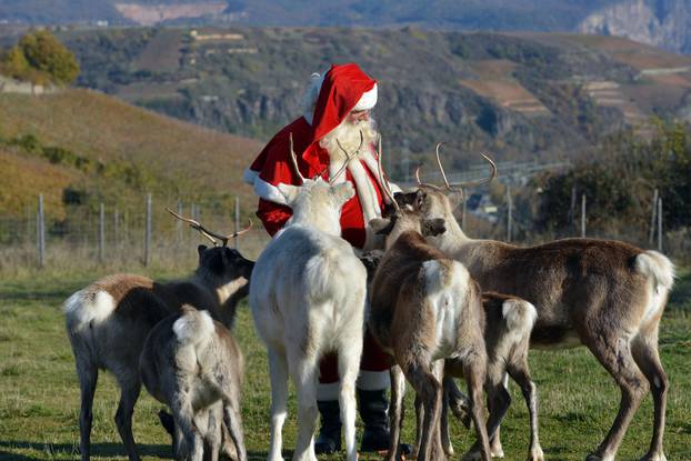 Reindeer in Niederhausen